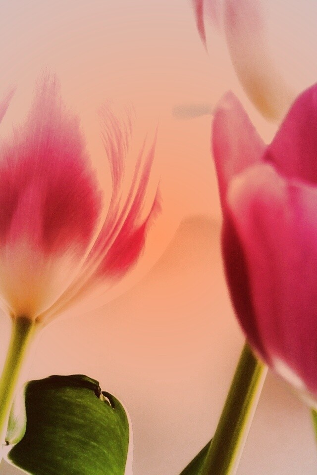 Тюльпаны обои