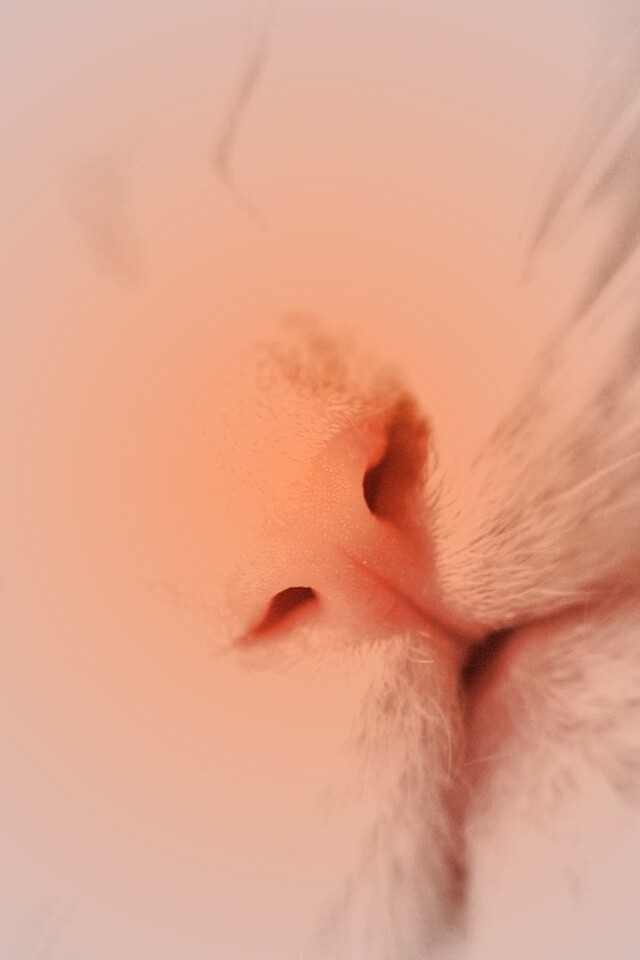 Кошачья мордочка обои