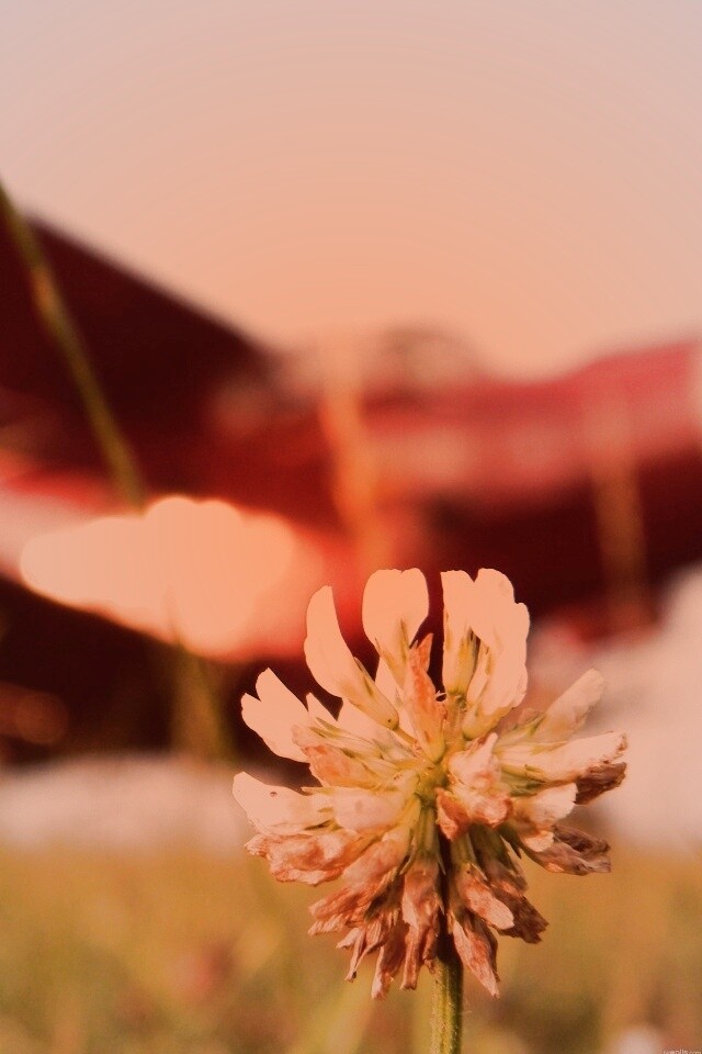 Цветок и красный самолет обои