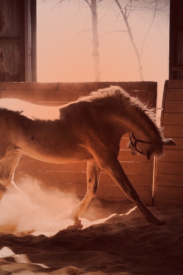 Белая лошадь в загоне обои