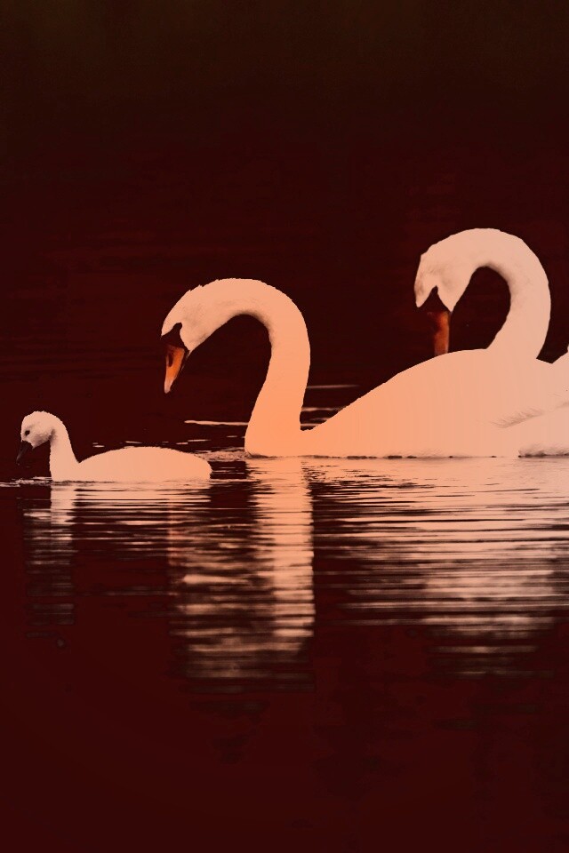 Семья лебедей обои