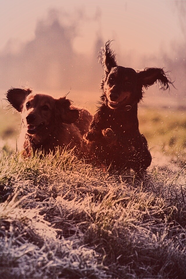 Весёлые таксы обои