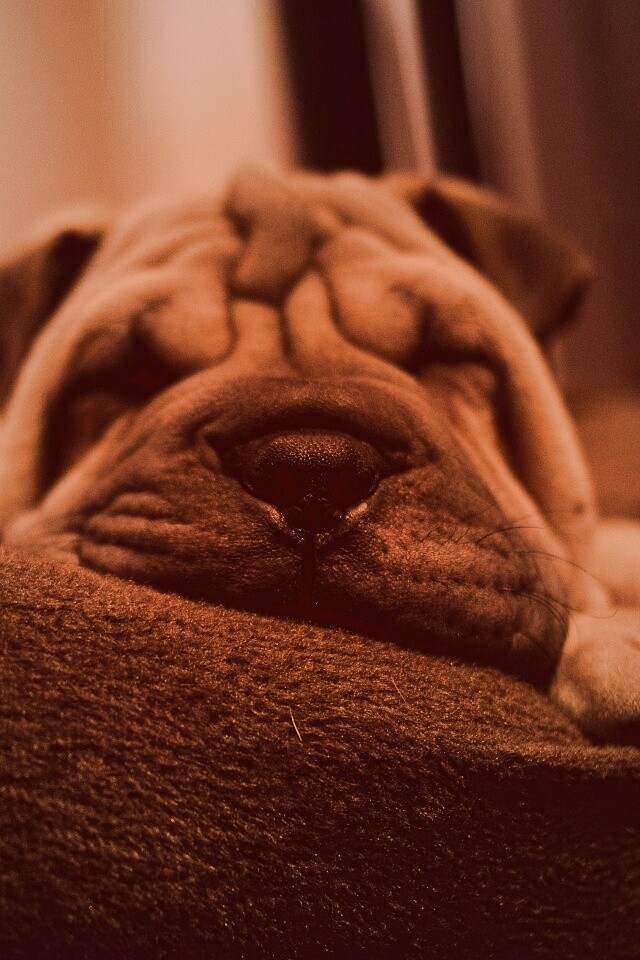 Щенок шарпея спит обои