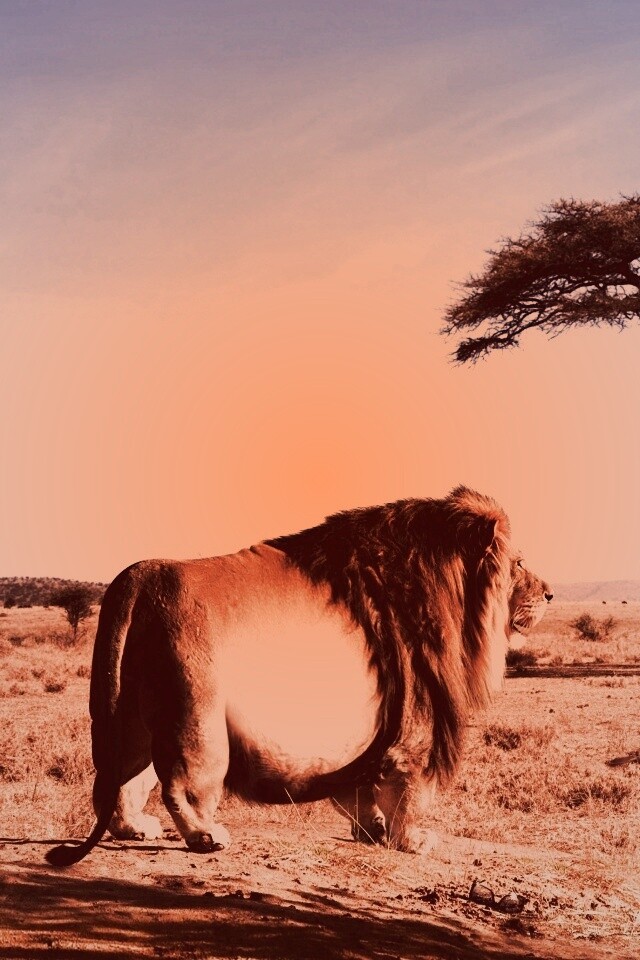 Толстый лев обои