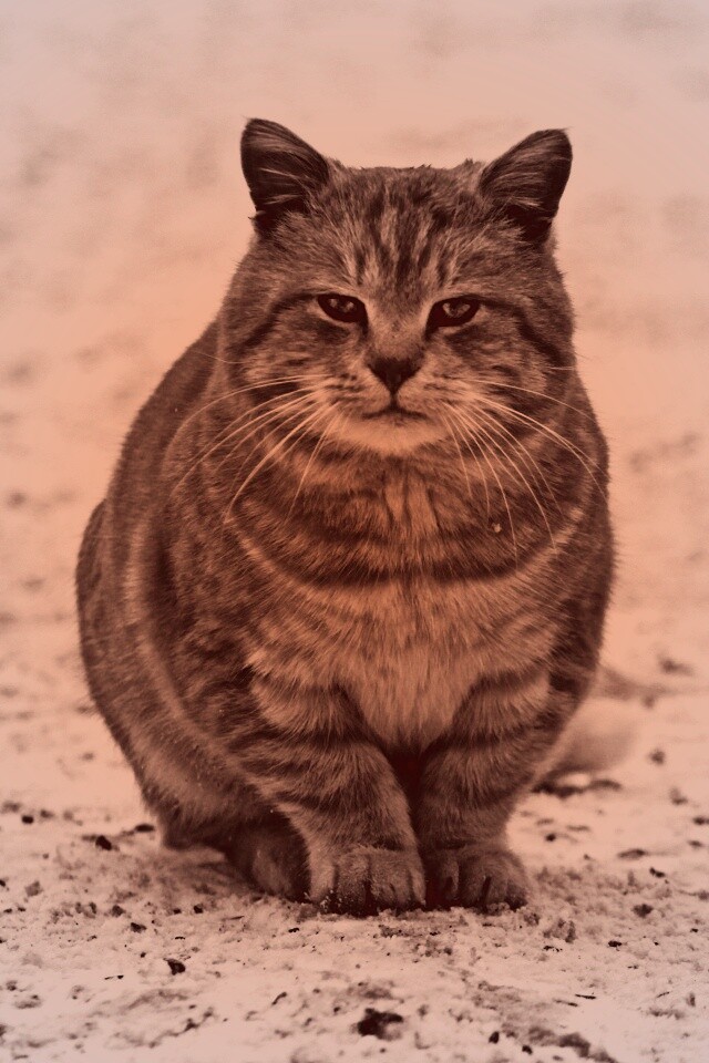 Тяжелый взгляд котэ обои