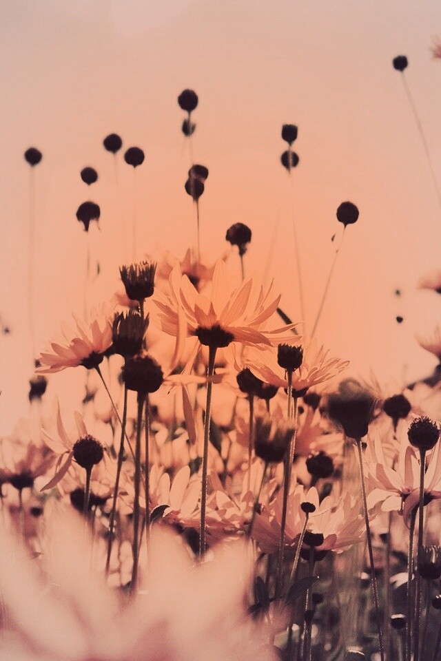 Полевые цветы летом обои