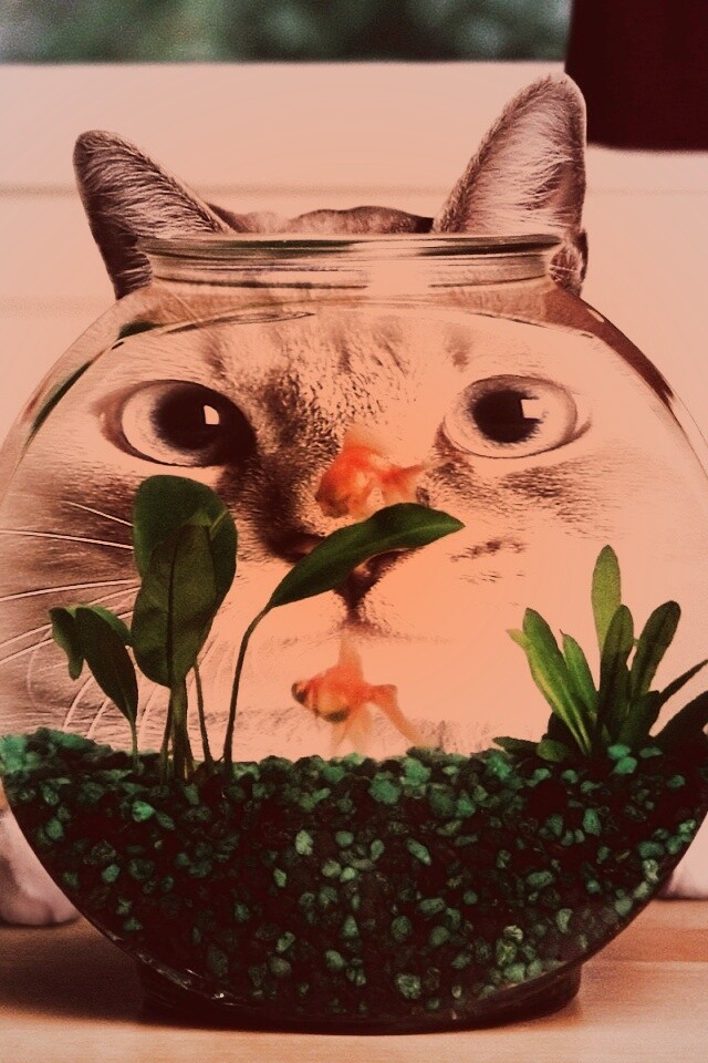 Сферический код за аквариумом обои