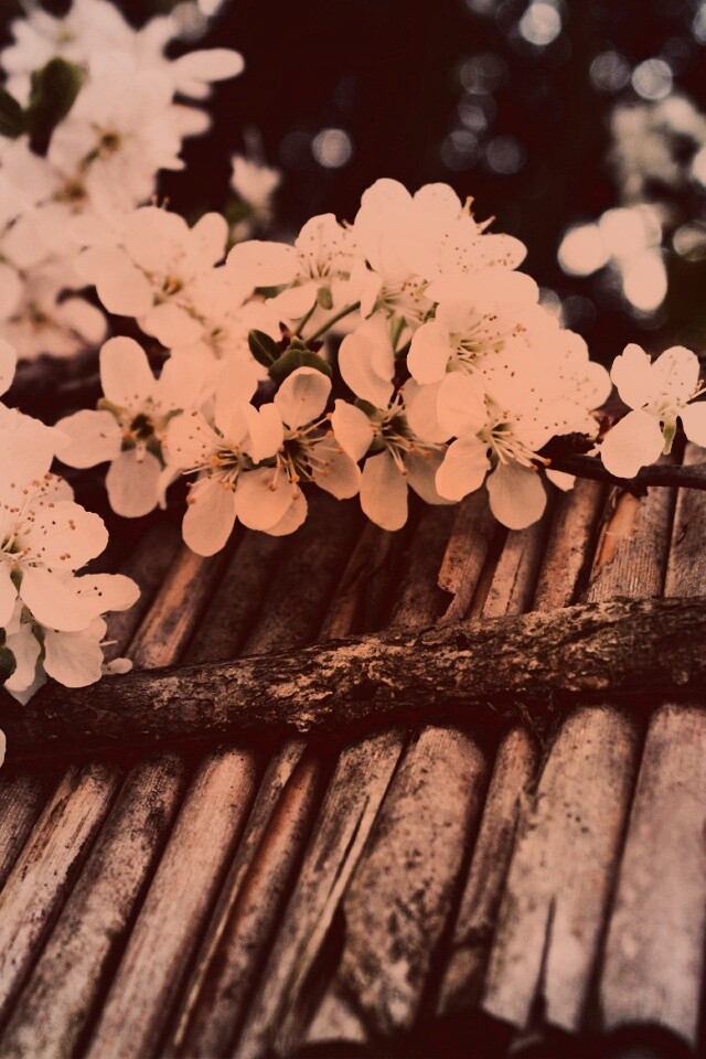 Веточка цветущей вишни обои