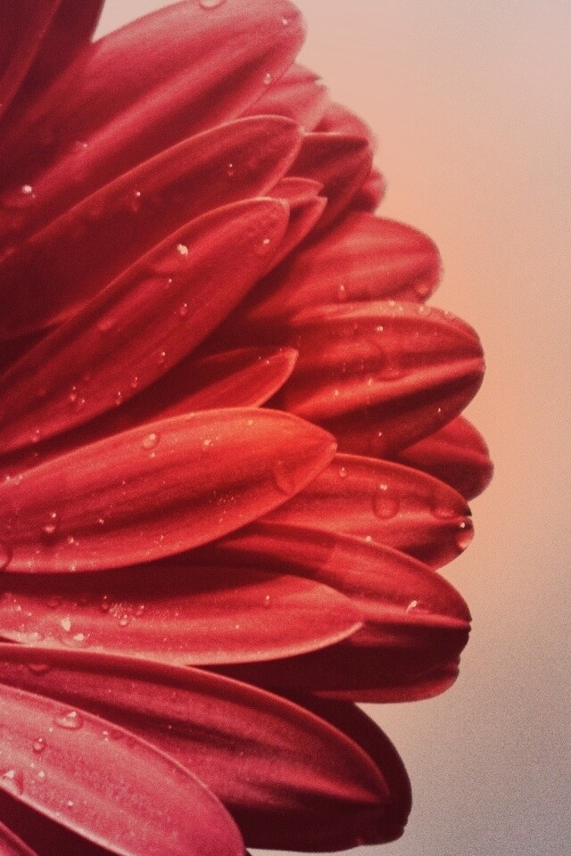 Красная гербера обои