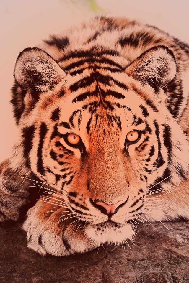 Большая полосатая кошка обои