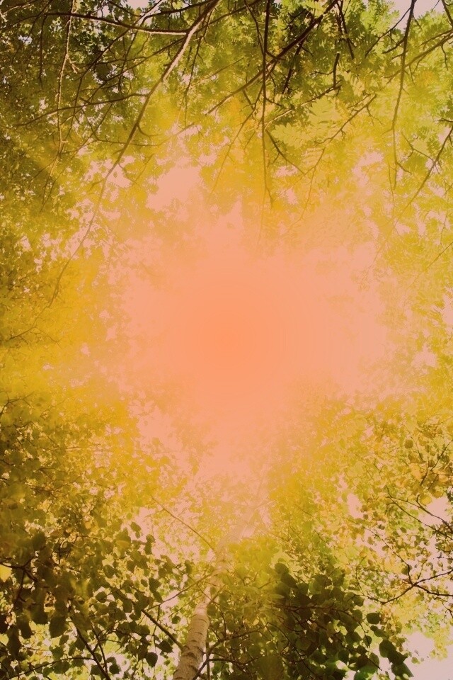 Яркий зеленоватый свет пробивающийся сквозь листву обои