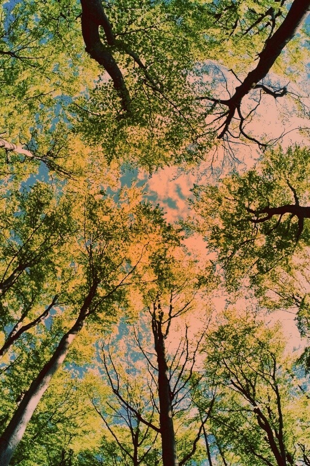 Кроны деревьев обои