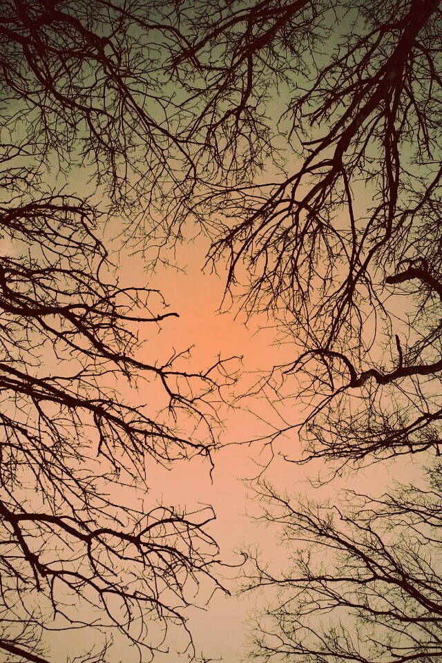 Голые кроны деревьев на фоне неба обои