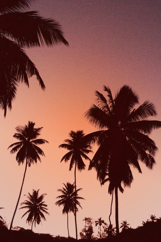 Пальмы на фоне фиолетового неба обои