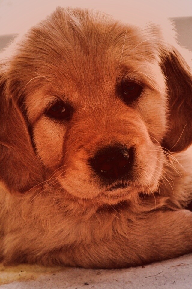 Сонный щенок лабрадора обои