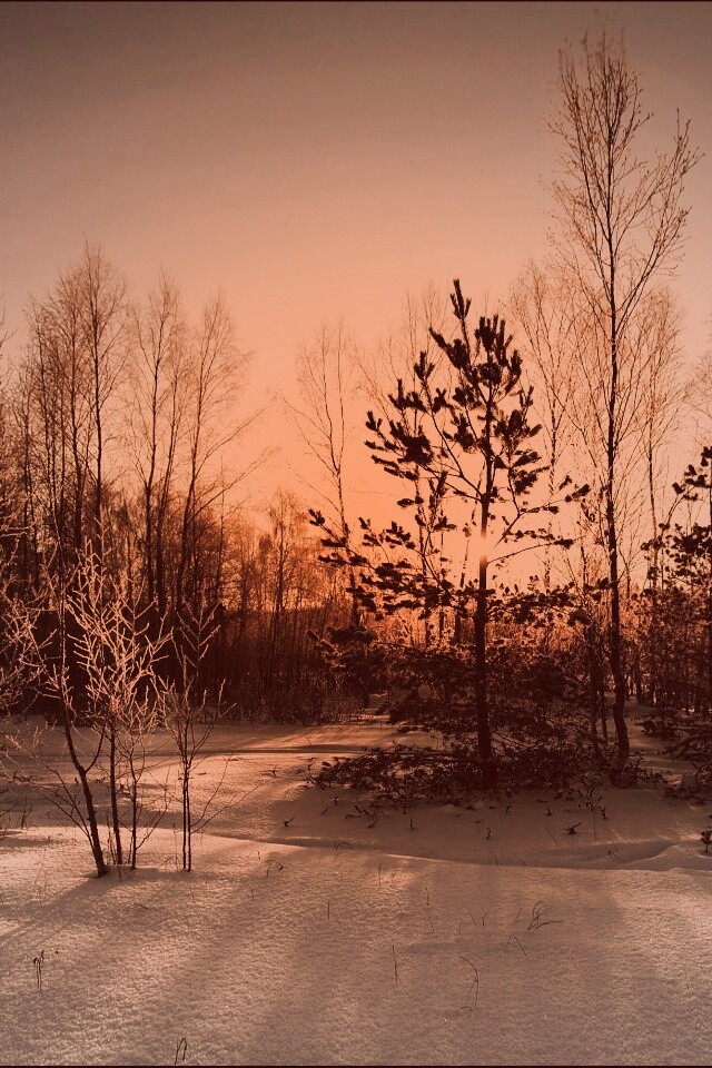 Зимний лес обои