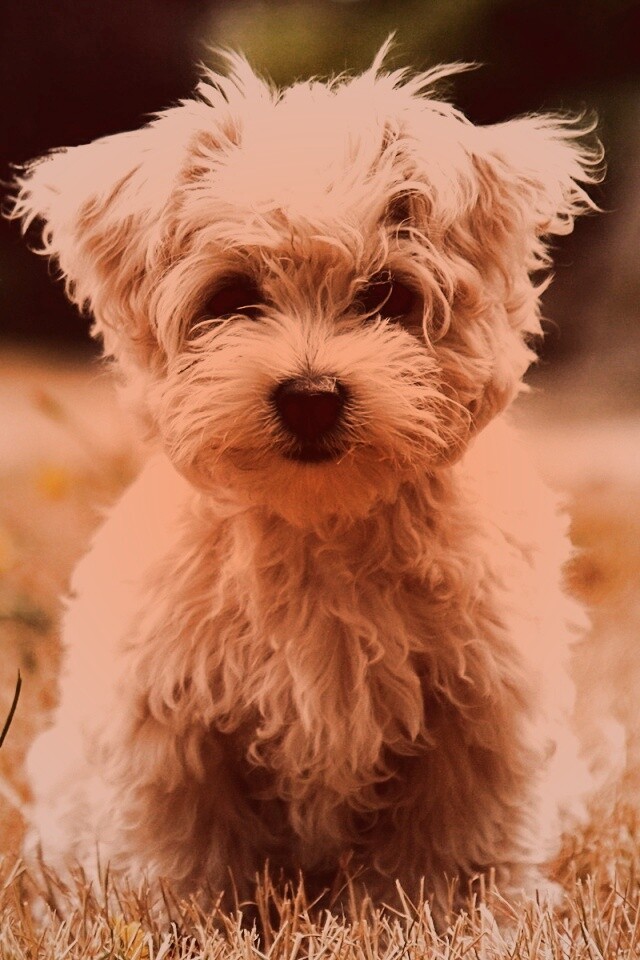 Щенок болонки обои