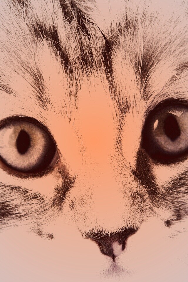 Пушистый котенок обои