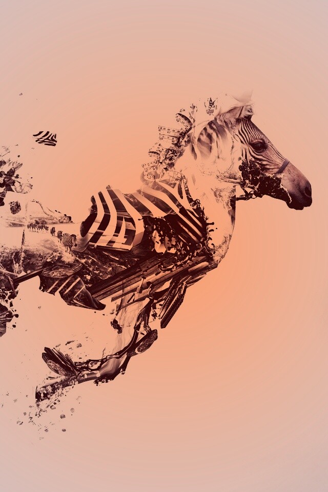 Зебра и бонсай обои