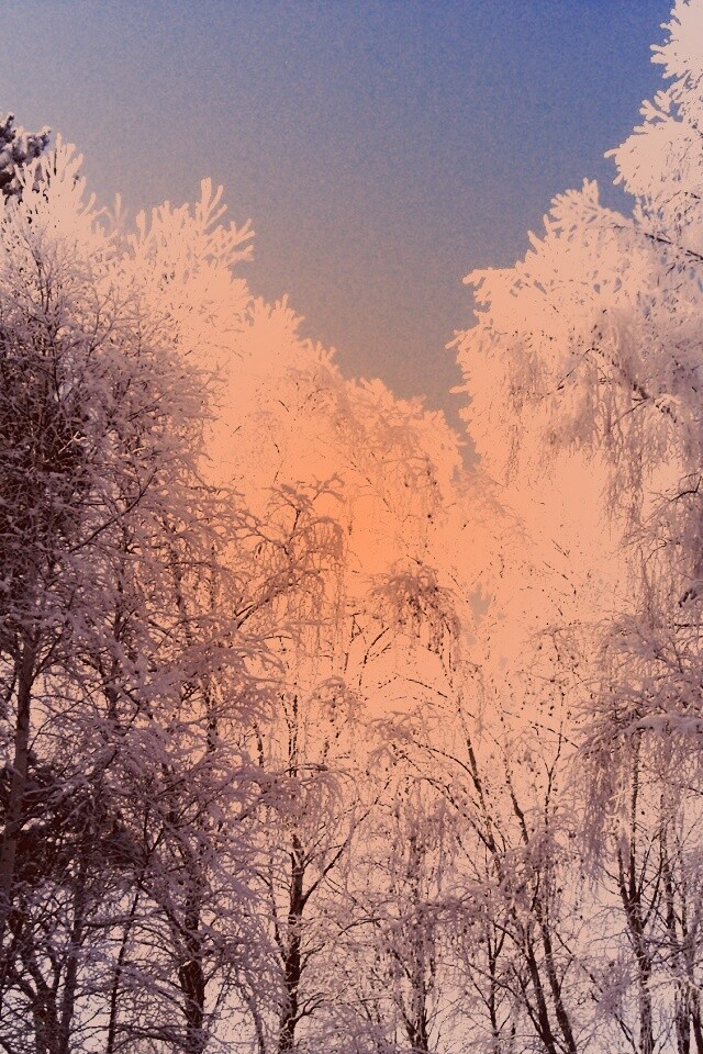 Замерзший лес обои