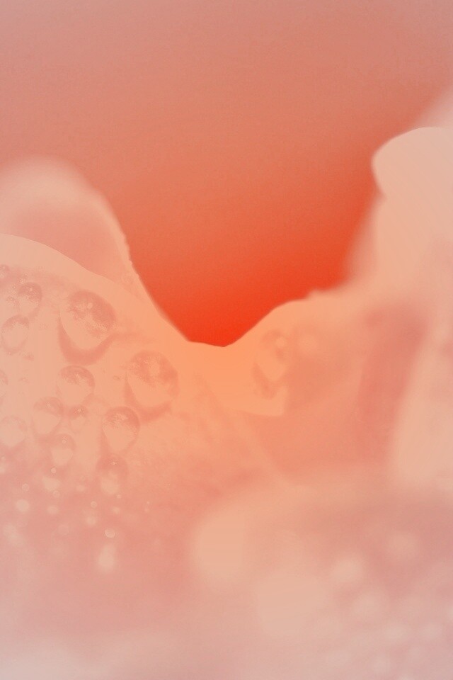 Нежность лепестков обои