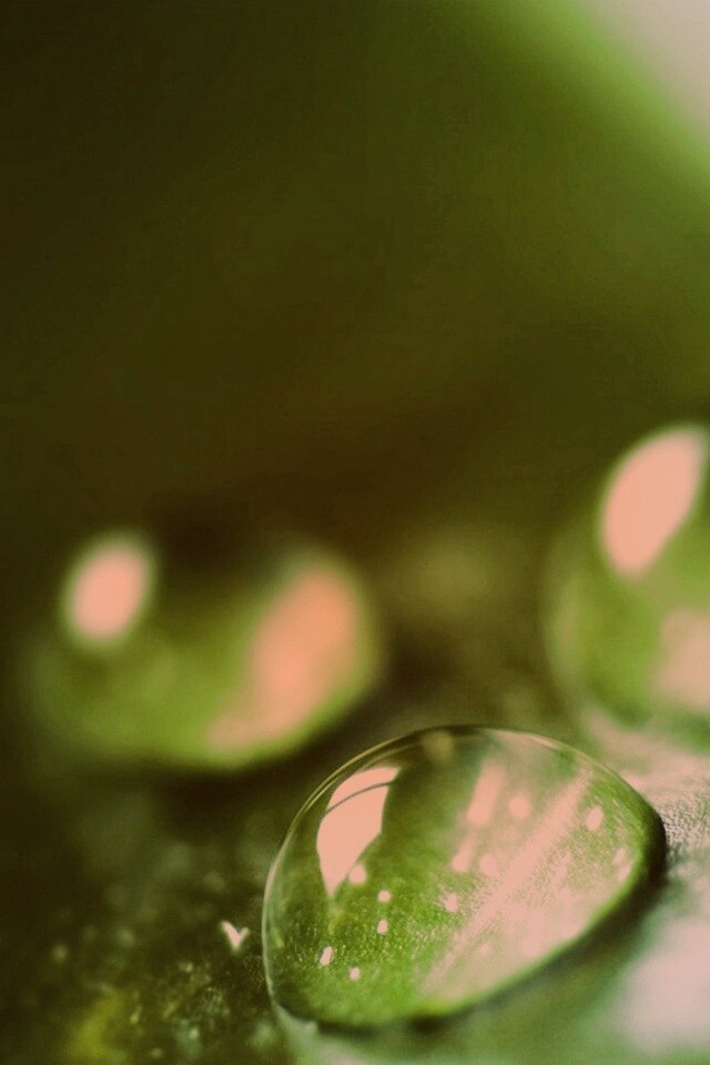 Зеленые капли росы обои