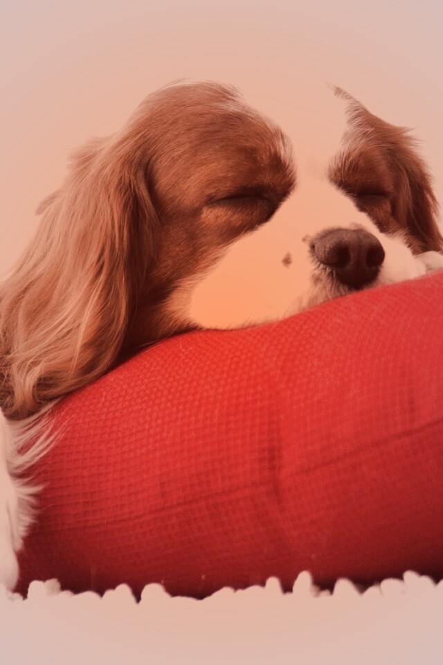 Спящий щенок на красной подушке обои