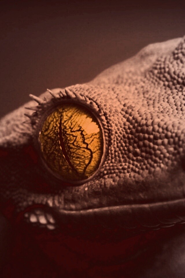 Ящерка обои