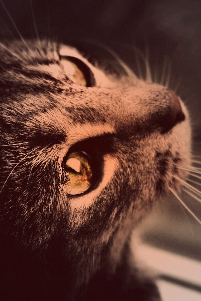 Кот с желтыми глазами обои