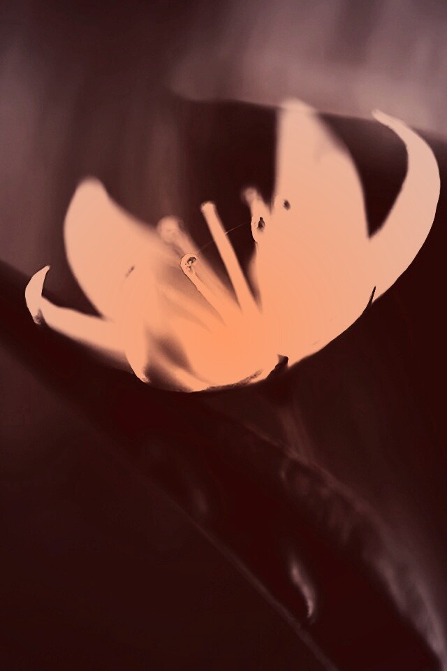 Белый цветок обои