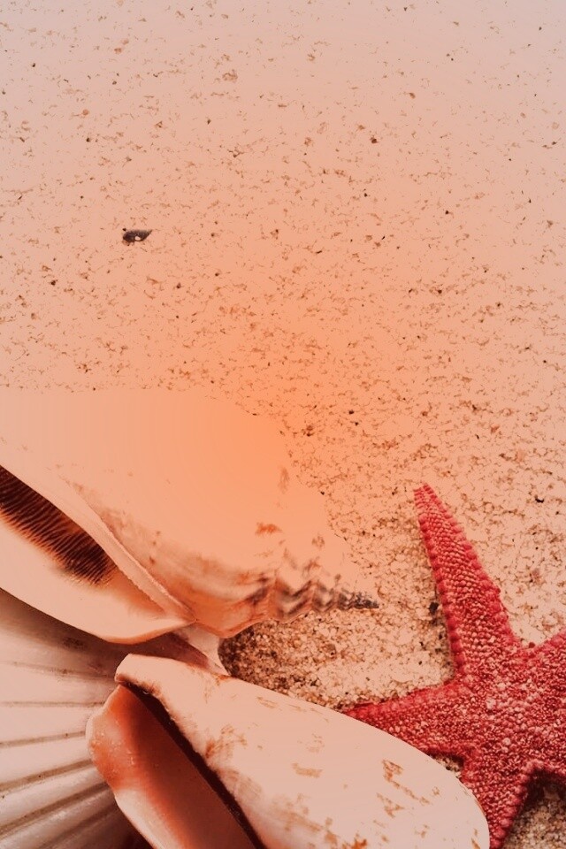 Морские раковины и звезды обои