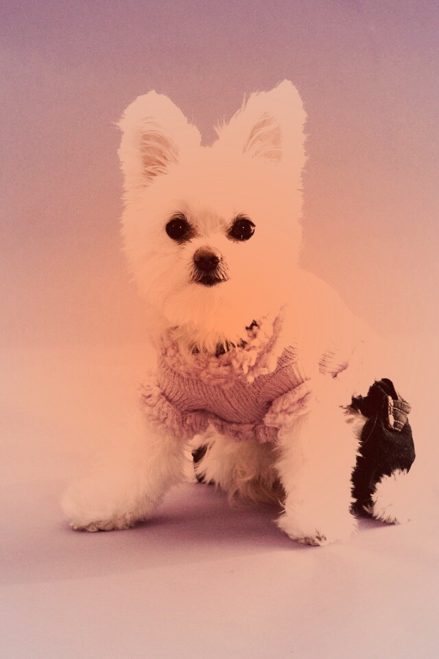 Собачка в свитере обои