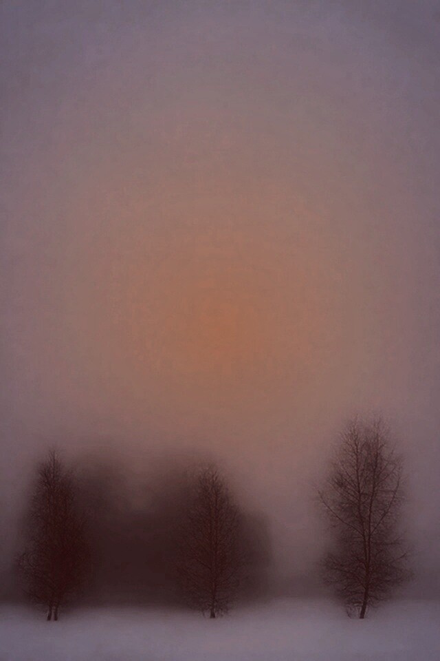 Деревья в тумане обои