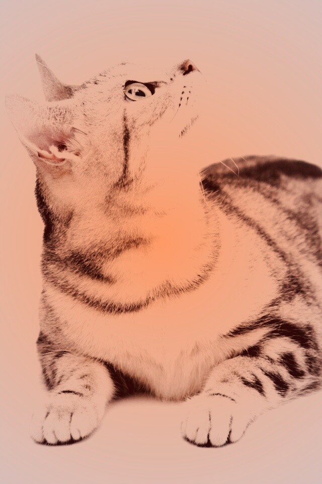 Котэ смотрит наверх обои