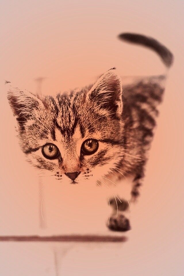 Коётнок выглядвает обои