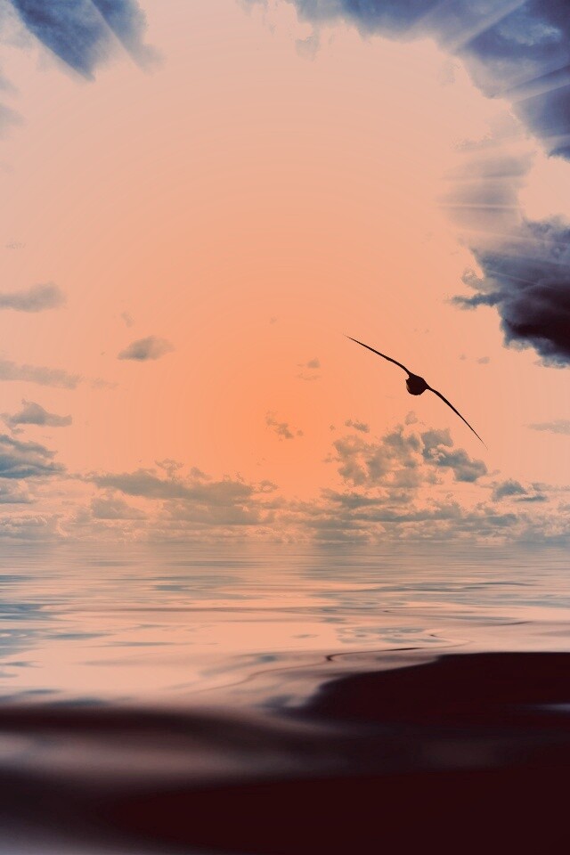 Лети как птица над волнами обои