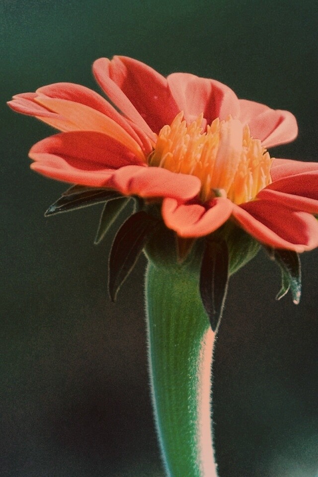 Красивый красный цветок обои