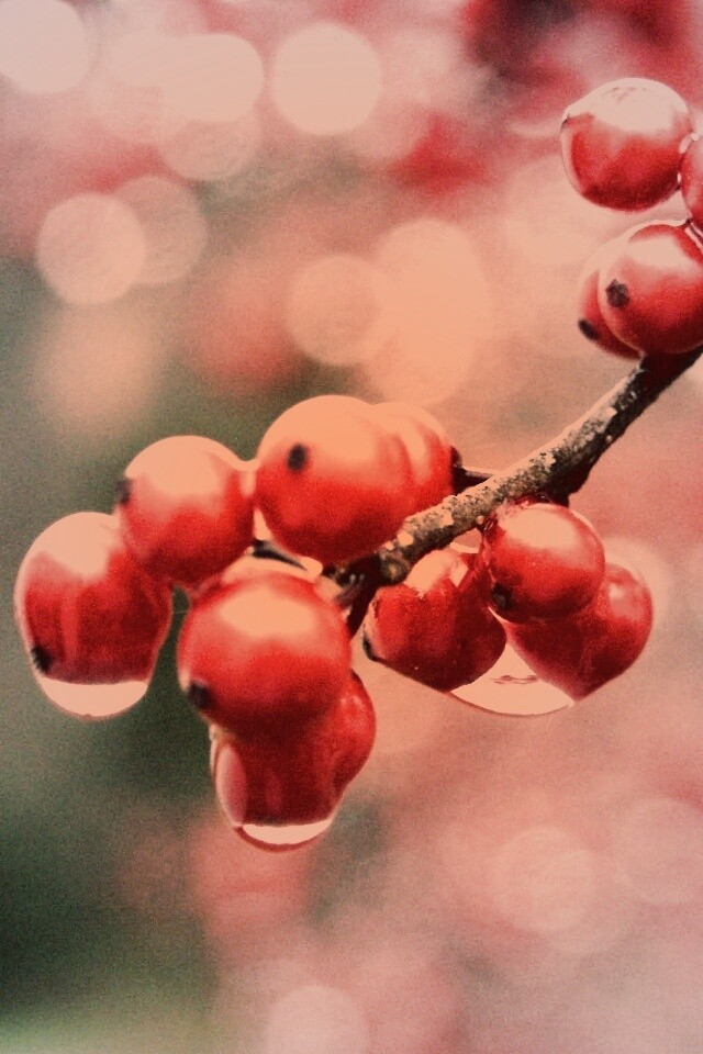 Капли росы на ягодах рябины обои