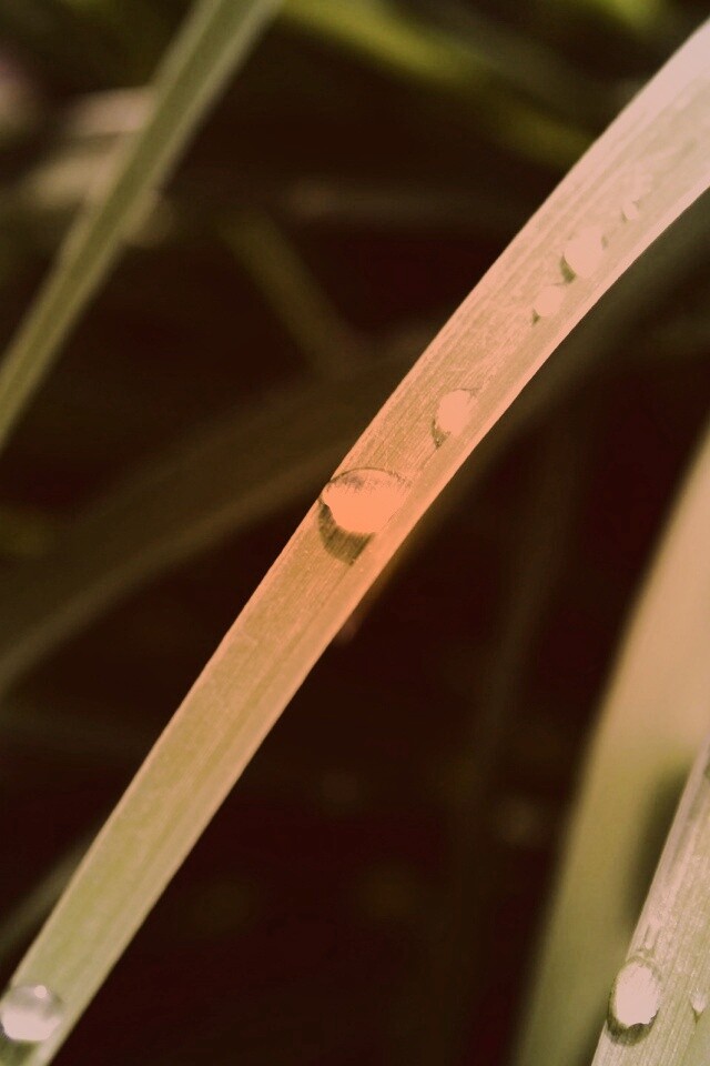 Капли росы на траве обои