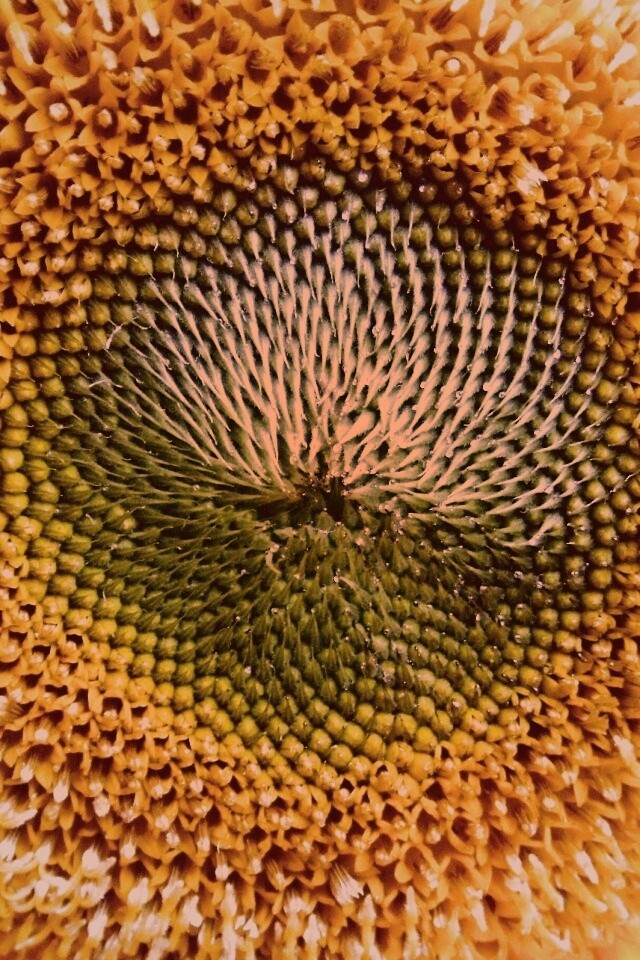 Недозревший подсолнух обои