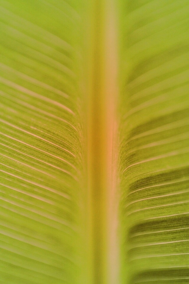 Макро фото листа обои