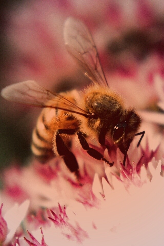 Пчела собирает пыльцу обои