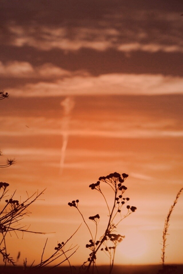 Степной закат обои