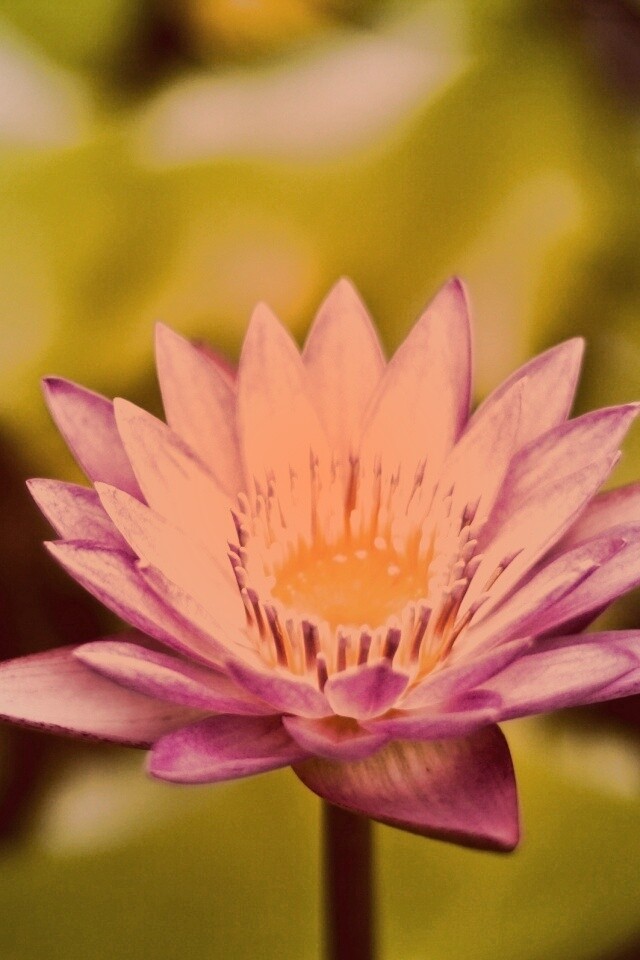 Фиолетовый цветок обои