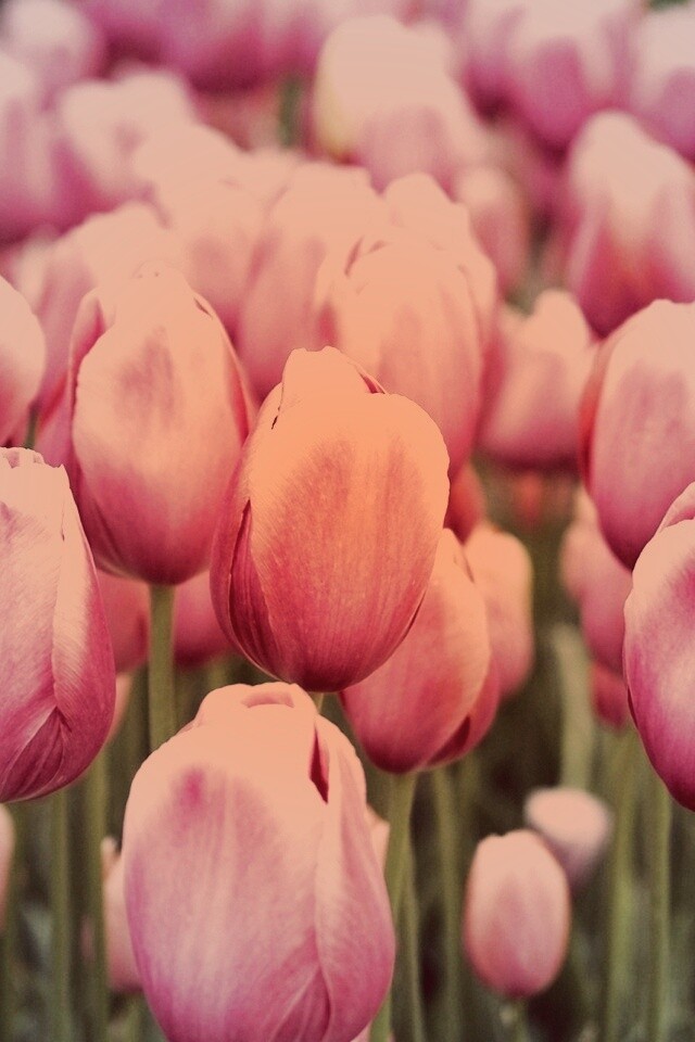 Море розовых тюльпанов обои