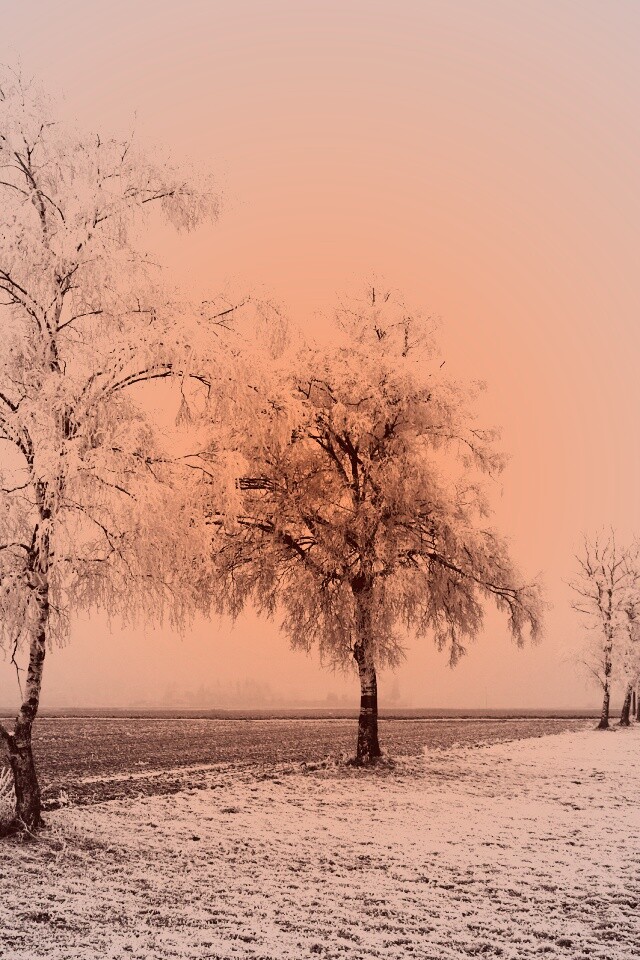 Первый снег обои