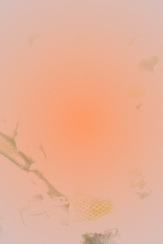 Летние цветы в лучах света обои