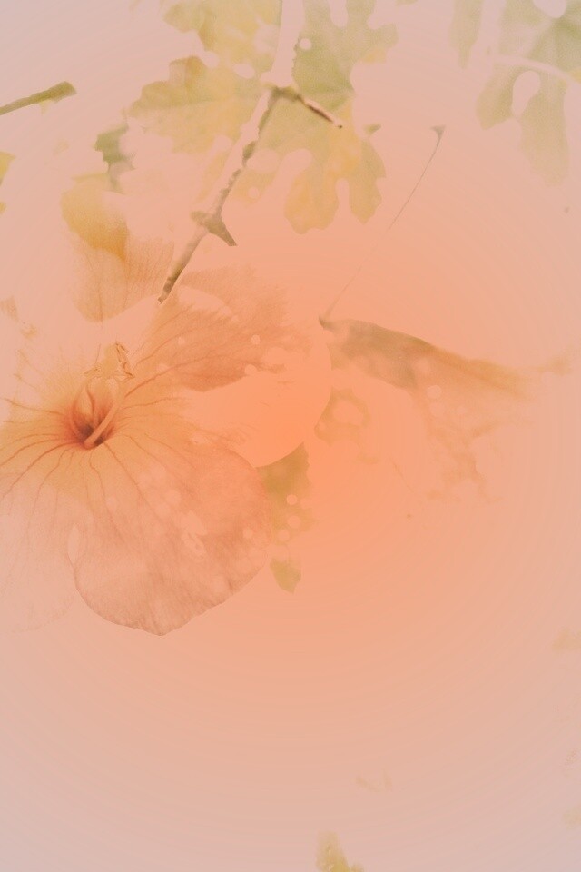 Цветочное настроение обои