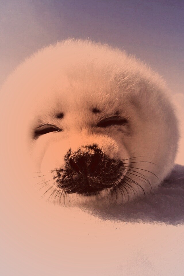 Тюлень-колобок обои