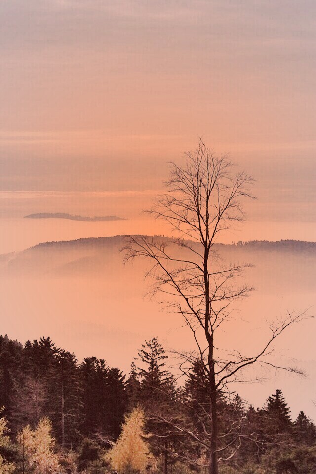 Холмы в тумане обои